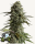 Skunk Auto 3StcK/Sativa 35%/Indica 65%/8Wochen