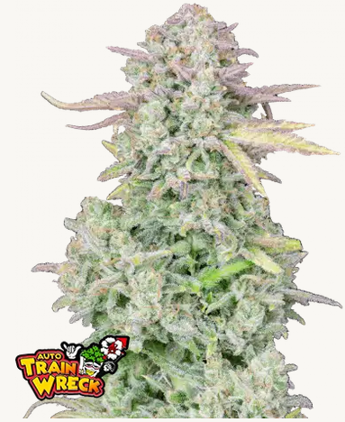 Trainwreck Auto 3StcK/Sativa 55%/Indica 45%/8 – 9 Wochen