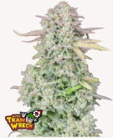Trainwreck Auto 3StcK/Sativa 55%/Indica 45%/8 – 9...