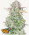 Trainwreck Auto 3StcK/Sativa 55%/Indica 45%/8 – 9 Wochen