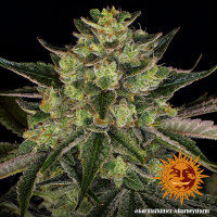 Gorilla Zkittlez 10 StcK