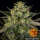 Gorilla Zkittlez 10 StcK