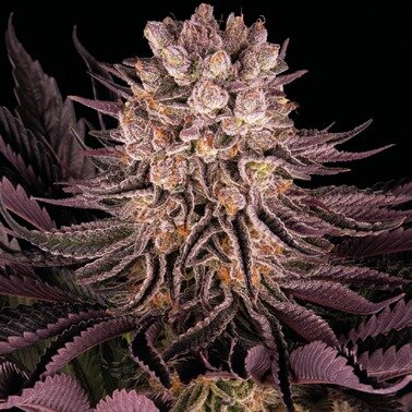Mimosa x Orange Punch 10 StcK