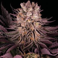 Mimosa x Orange Punch 10 StcK