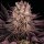 Mimosa x Orange Punch 10 StcK