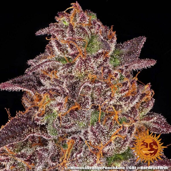 Mimosa x Orange Punch Auto 3 StcK