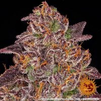 Mimosa x Orange Punch Auto 3 StcK