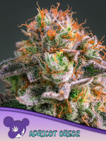Apricot Oz 3 StcK/50%Sat.50%Ind./9Wochen