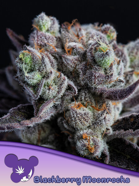 Blackberry Moonrocks 3 StcK/20%Sat.80%Ind./8-9Wochen