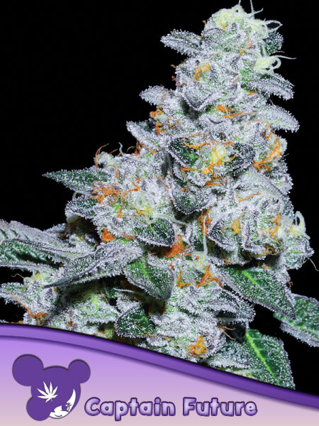 Captain Future 3 StcK/70%Ind.30%Sat./10-11Wochen