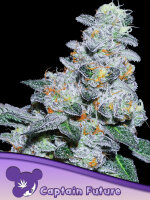 Captain Future 3 StcK/70%Ind.30%Sat./10-11Wochen