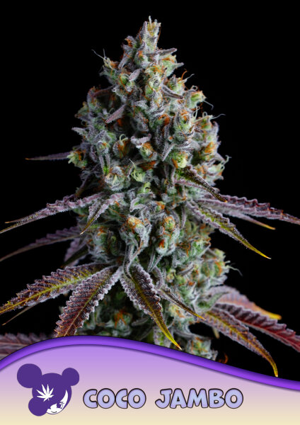 Coco Jambo 3 StcK/60%Sat.40%Ind./60-65Tage