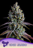 Coco Jambo 3 StcK/60%Sat.40%Ind./60-65Tage