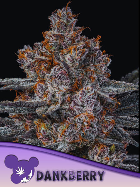 Dankberry 3 StcK/40%SAT.6%Ind/9-10Wochen