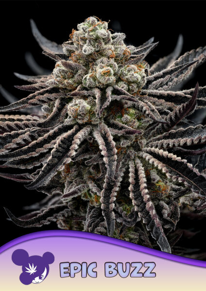 Epic Buzz 3StcK/30%Sat./70%Ind./8-9Wochen