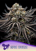 Epic Buzz 3StcK/30%Sat./70%Ind./8-9Wochen