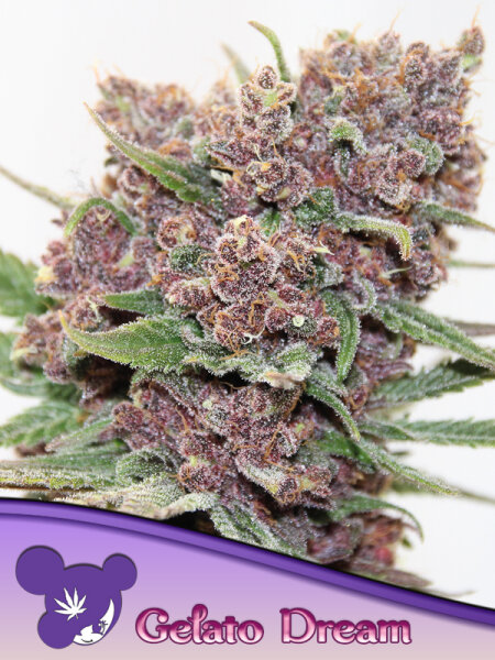 Gelato Dream 3 StcK/70%SAT.30%IND./56-63Tage