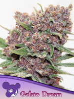 Gelato Dream 3 StcK/70%SAT.30%IND./56-63Tage
