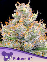 Future #1® 3 StcK/50%SAT50%IND./9-10Wochen