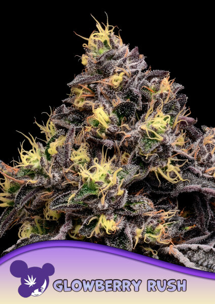 Glowberry Rush 3StcK/30%SAT.70%IND:/8-9Wochen