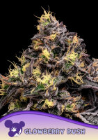 Glowberry Rush 3StcK/30%SAT.70%IND:/8-9Wochen