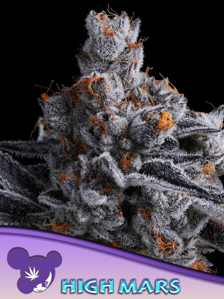 High MARS 3 StcK/60%SAT.40%IND./9-10Wochen