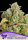 Honey Fried Bananas 3 StcK/20%SAT:80%IND./7-8Wochen