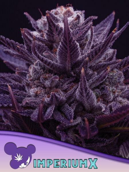 Imperium 3 StcK/60%SAT.40%IND./9-10Wochen