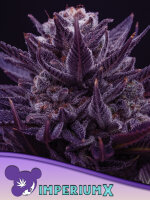 Imperium 3 StcK/60%SAT.40%IND./9-10Wochen