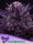 Imperium 3 StcK/60%SAT.40%IND./9-10Wochen