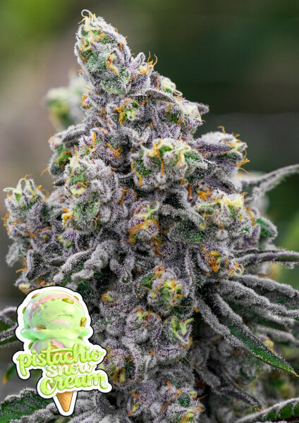 Pistachio Snow Cream 3StcK/70%IND.30%SAT./8-9Wochen