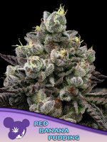 Red Banana Pudding 3StcK/70%IND.30%SAT./8-9Wochen