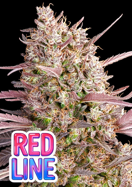 Redline 3StcK./65%IND.35%SAT./8-9Wochen