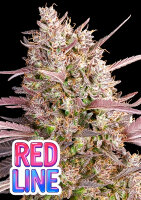Redline 3StcK./65%IND.35%SAT./8-9Wochen