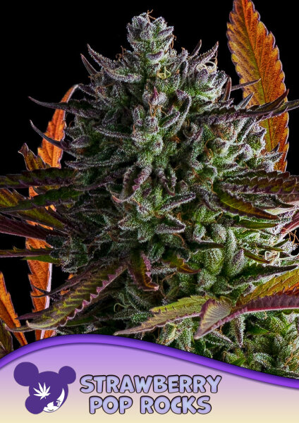 Strawberry Pop Rocks 3StcK./80%IND.20%SAT./8-9Wochen