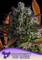 Strawberry Pop Rocks 3StcK./80%IND.20%SAT./8-9Wochen