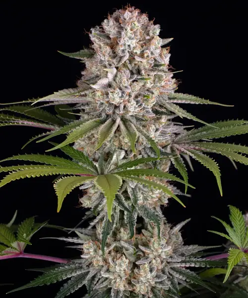 Amnesia Haze 3StcK/Sat.80%/Ind.20%/70-85Tage