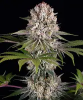 Amnesia Haze 3StcK/Sat.80%/Ind.20%/70-85Tage