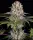 Amnesia Haze 3StcK/Sat.80%/Ind.20%/70-85Tage