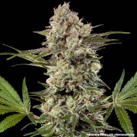 Banana Runtz 3StcK/50%Sat.50%Ind./60-65Tage