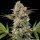 Banana Runtz 3StcK/50%Sat.50%Ind./60-65Tage