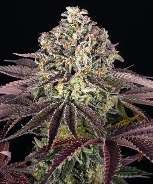 Grand Daddy Purple 3 Stck/Sat.30%/Ind.70% 55-65 Tage