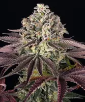 Grand Daddy Purple 3 Stck/Sat.30%/Ind.70% 55-65 Tage