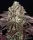 Grand Daddy Purple 3 Stck/Sat.30%/Ind.70% 55-65 Tage