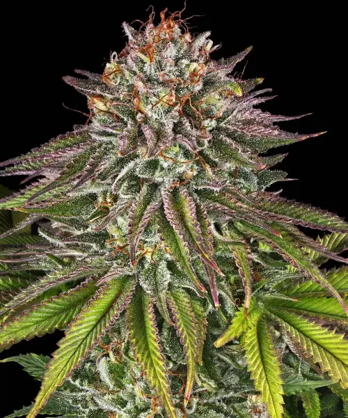 Critical Kush 3StcK 100%Ind./55-60Tage