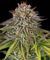 Critical Kush 3StcK 100%Ind./55-60Tage
