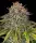 Critical Kush 3StcK 100%Ind./55-60Tage
