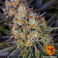 LSD 3StcK/30%Sat.70%Ind./60-65Tage