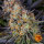 LSD 3StcK/30%Sat.70%Ind./60-65Tage