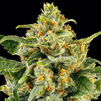 Skunk #1 3StcK/30%Sat.70%Ind./65-75Tage